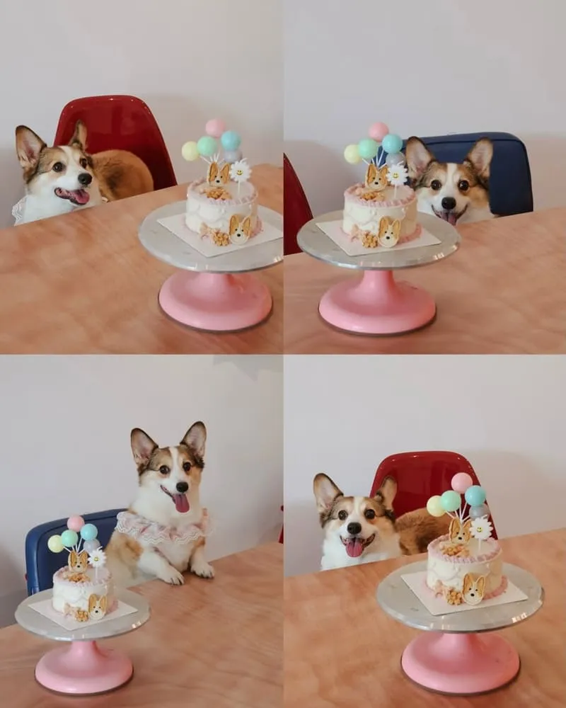 腦波食驗室 高雄狗狗友善餐廳|毛孩可落地上椅子,寵物餐與生日派對都能辦 8 腦波食驗室 寵物友善餐廳