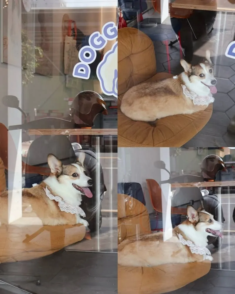 腦波食驗室 高雄狗狗友善餐廳|毛孩可落地上椅子,寵物餐與生日派對都能辦 10 腦波食驗室 寵物友善餐廳