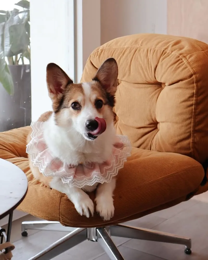 腦波食驗室 高雄狗狗友善餐廳|毛孩可落地上椅子,寵物餐與生日派對都能辦 11 腦波食驗室 寵物友善餐廳