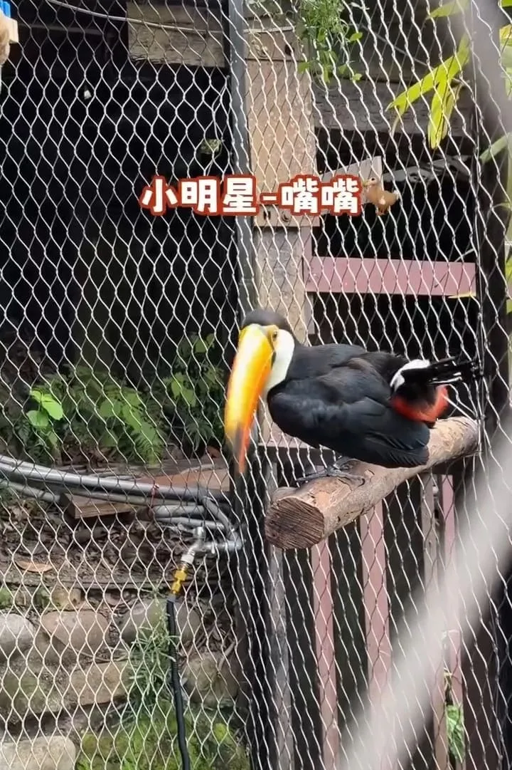 三丘景觀餐廳 苗栗三義寵物友善  