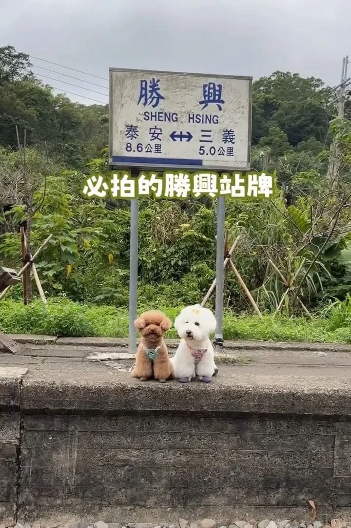 三丘景觀餐廳 苗栗三義寵物友善  