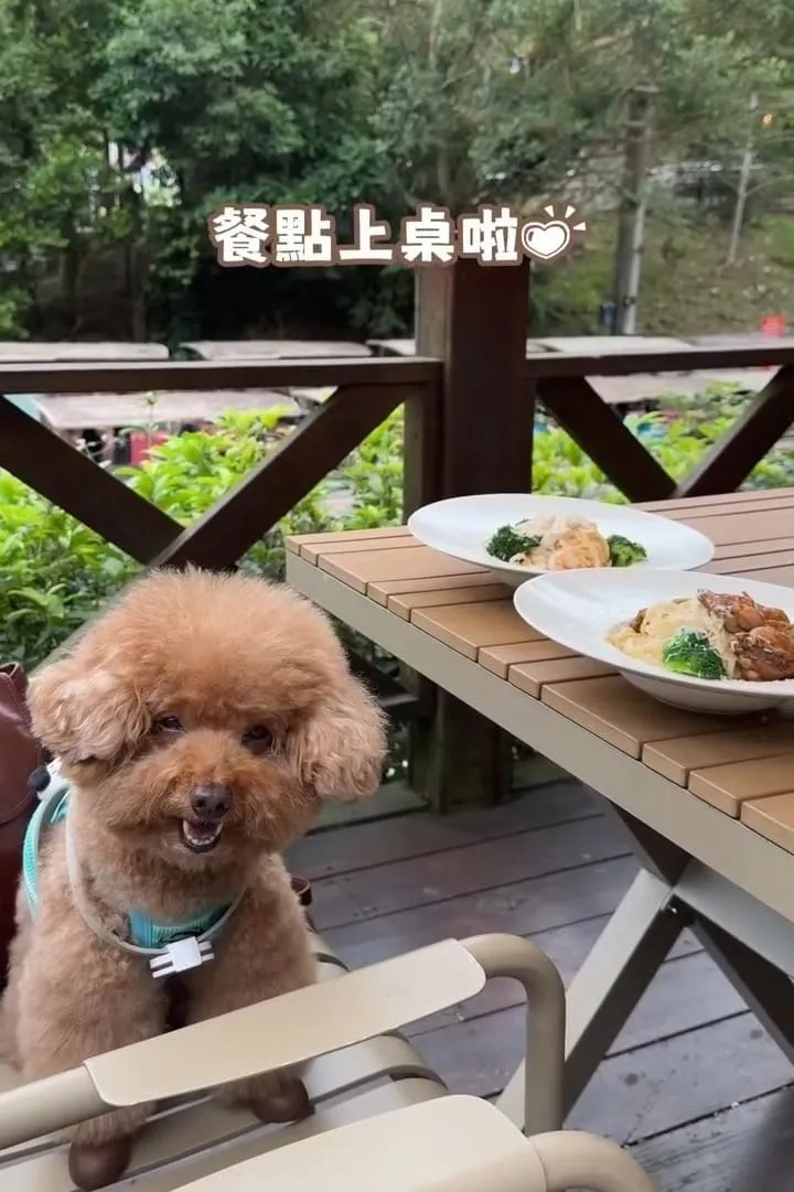 三丘景觀餐廳 苗栗三義寵物友善  