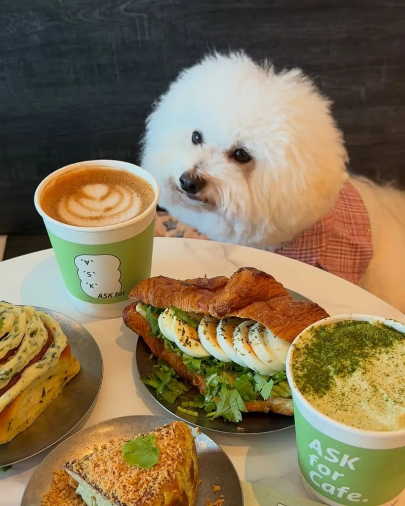 ASK for Cafe|台北寵物友善咖啡廳,帶毛孩吃香菜可頌的實訪筆記 7 ASK for Cafe|台北寵物友善咖啡廳