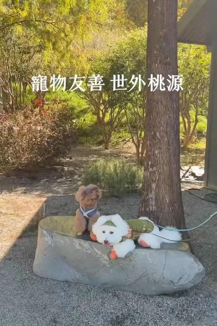 南投國姓寵物友善景點 春秋山林