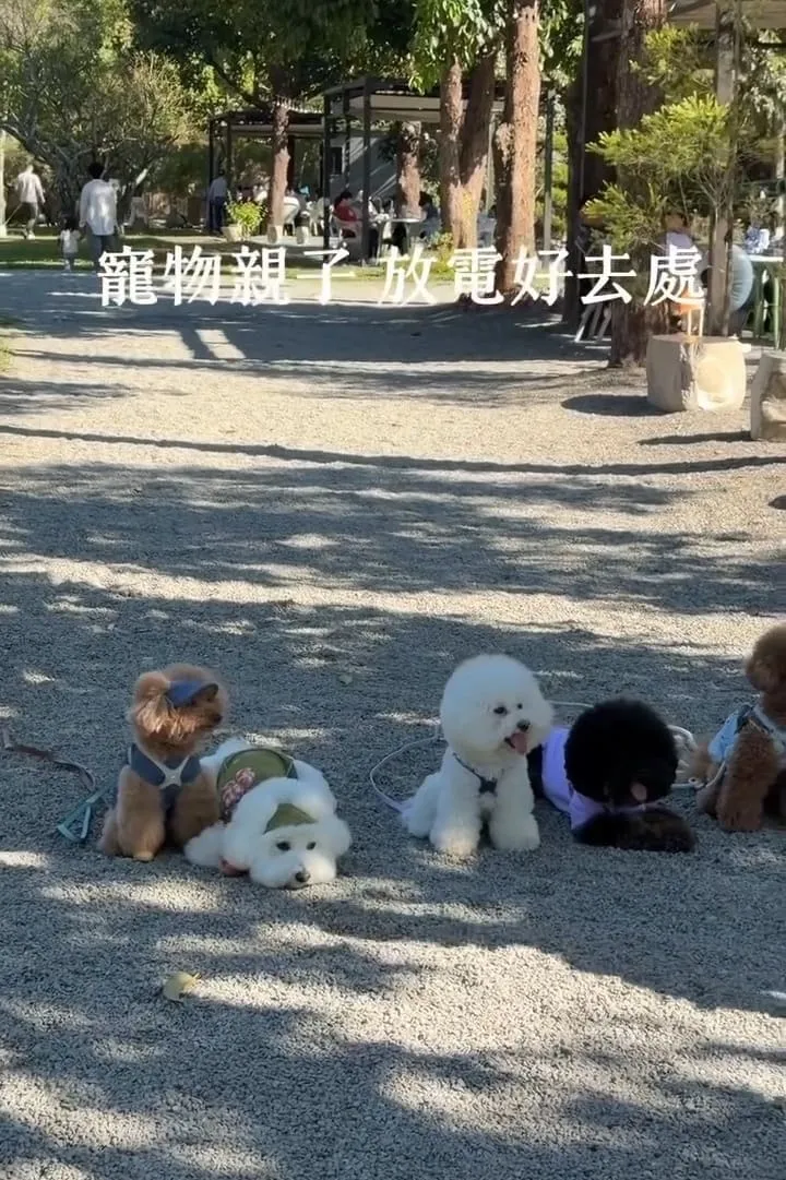 南投國姓寵物友善景點 春秋山林