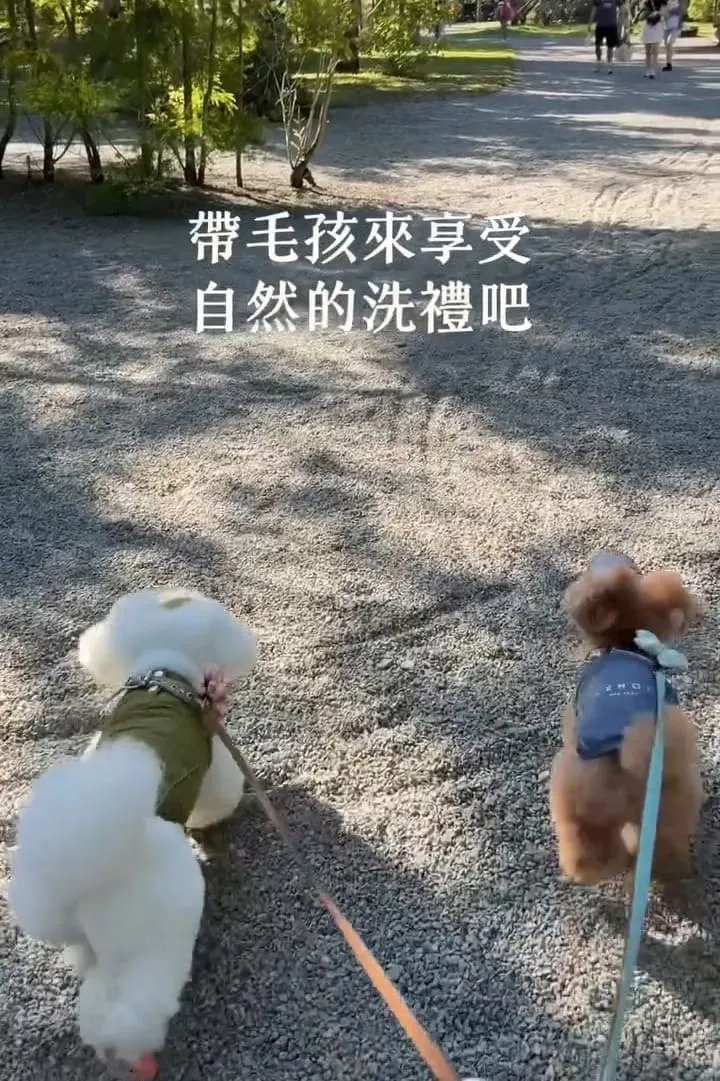 南投國姓寵物友善景點 春秋山林