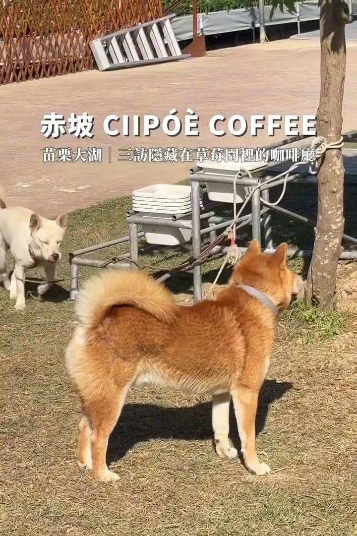 赤坡 CIIPOE 咖啡廳|苗栗大湖草莓季慢旅行:高架採草莓+草莓甜點推薦 11 赤坡 CIIPOE 咖啡廳