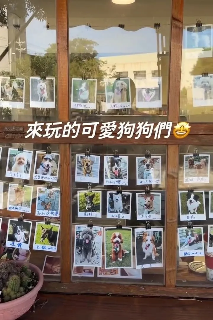 桃園龍潭大桔友善莊園寵物咖啡