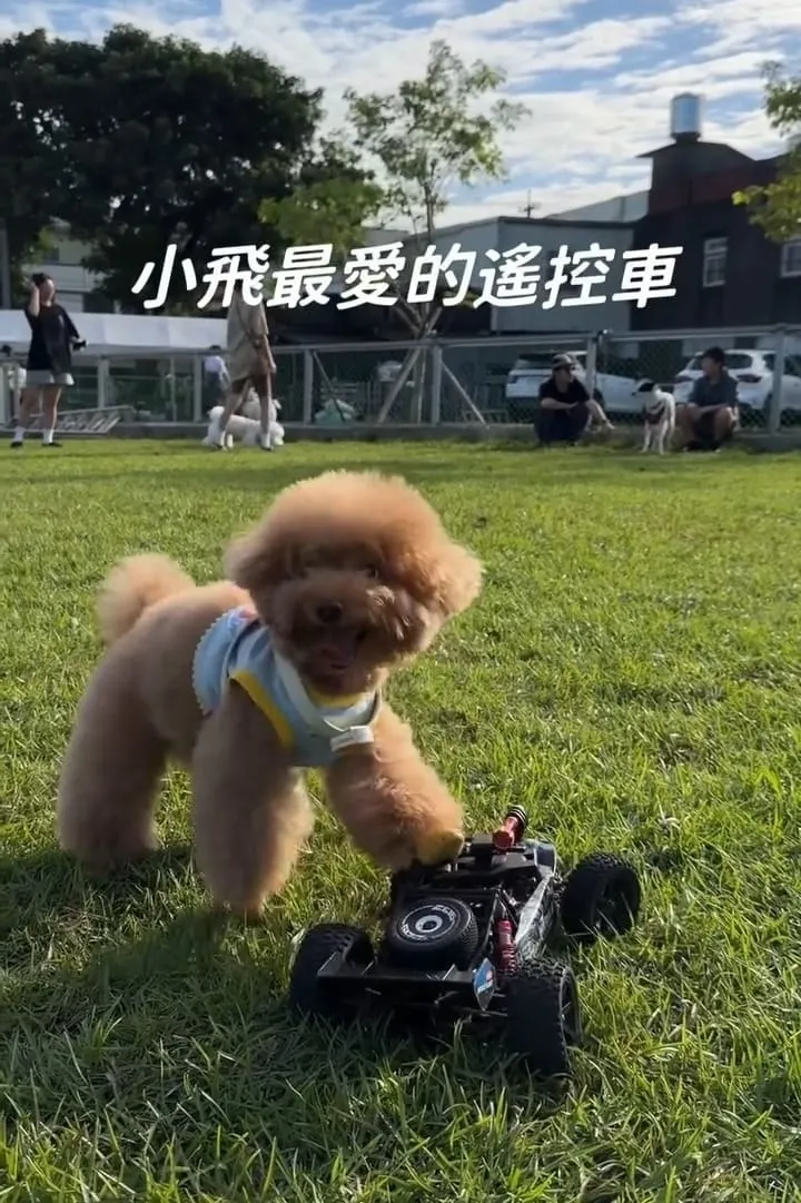 桃園龍潭大桔友善莊園寵物咖啡