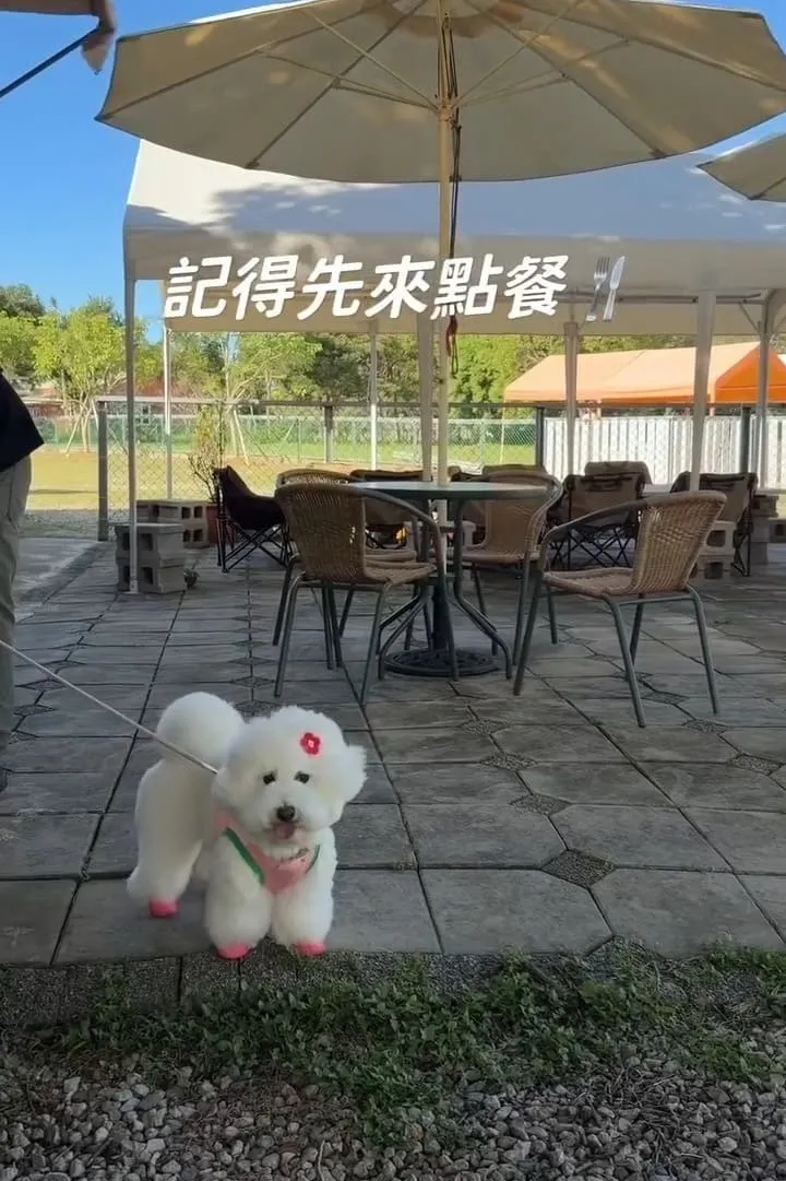 桃園龍潭大桔友善莊園寵物咖啡