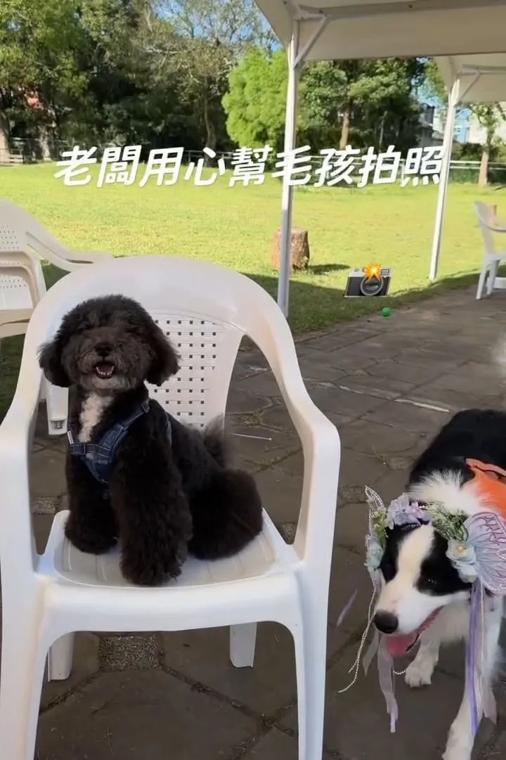 桃園龍潭大桔友善莊園寵物咖啡