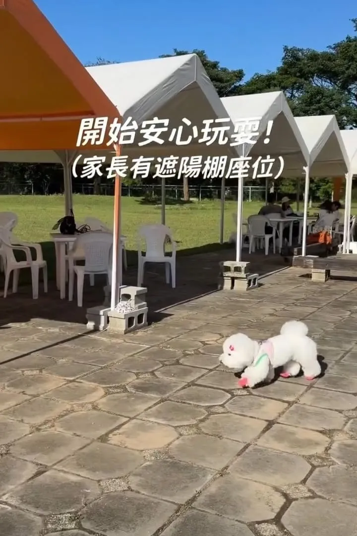 桃園龍潭大桔友善莊園寵物咖啡