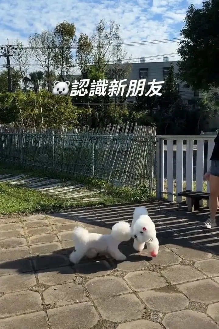 桃園龍潭大桔友善莊園寵物咖啡