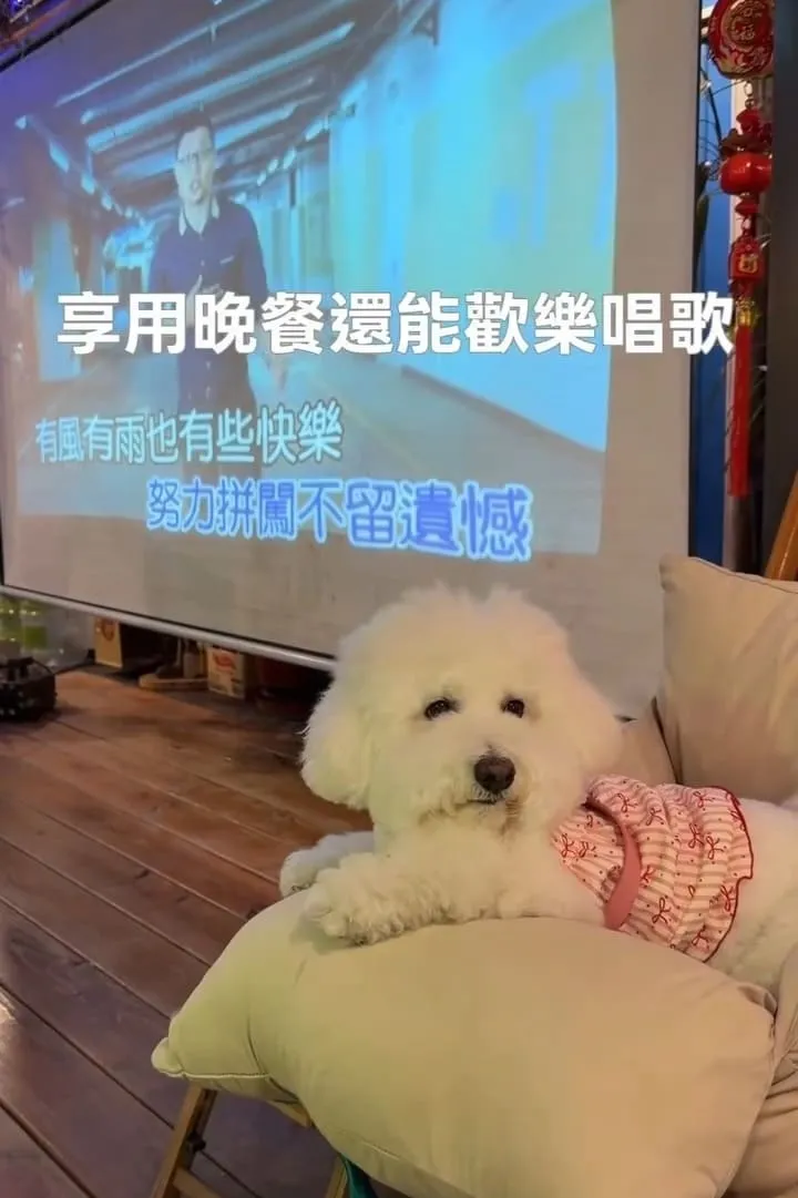 達雅奇跡星球寵物友善露營|南投毛孩親子一泊二食懶人營區推薦 15 達雅奇跡星球寵物友善露營