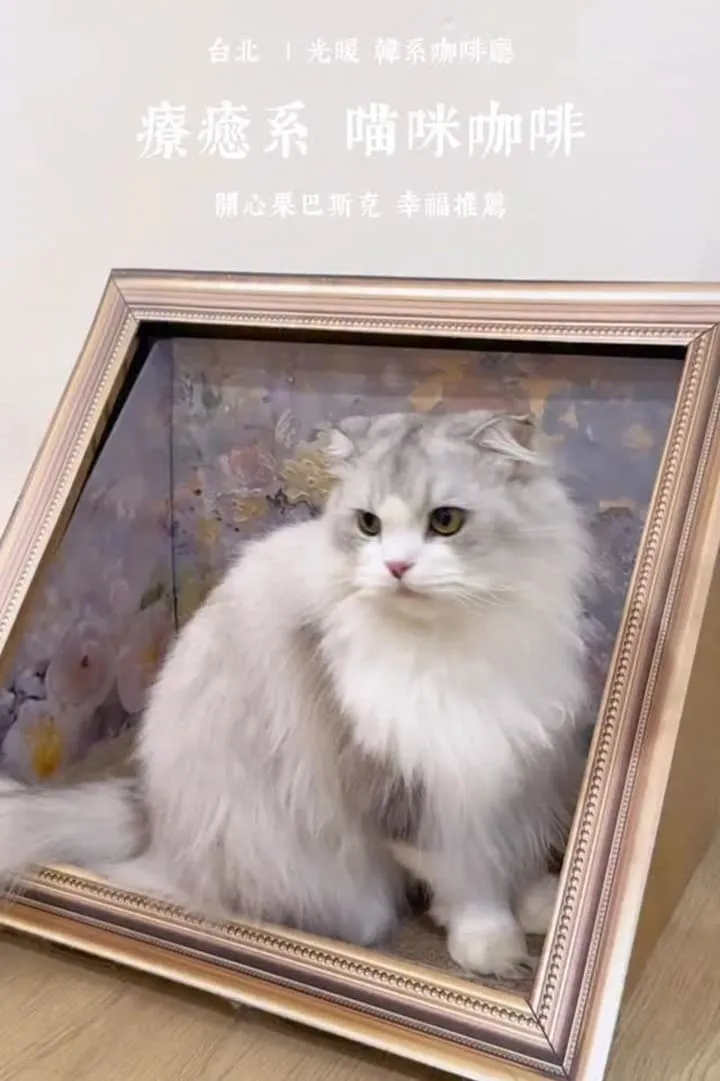 光暖 Glownest|信義區手作甜點咖啡廳,薄巧系列與伯爵生乳酪怎麼選 12 光暖 Glownest|信義區手作甜點咖啡廳