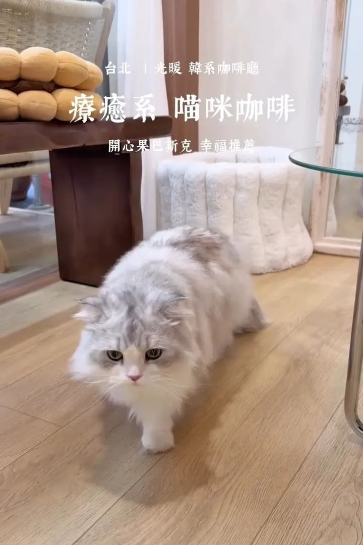 光暖 Glownest|信義區手作甜點咖啡廳,薄巧系列與伯爵生乳酪怎麼選 6 光暖 Glownest|信義區手作甜點咖啡廳