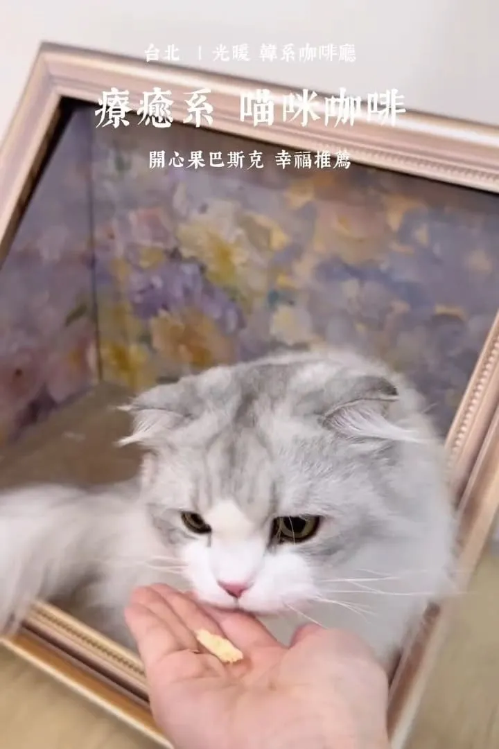 光暖 Glownest|信義區手作甜點咖啡廳,薄巧系列與伯爵生乳酪怎麼選 8 光暖 Glownest|信義區手作甜點咖啡廳