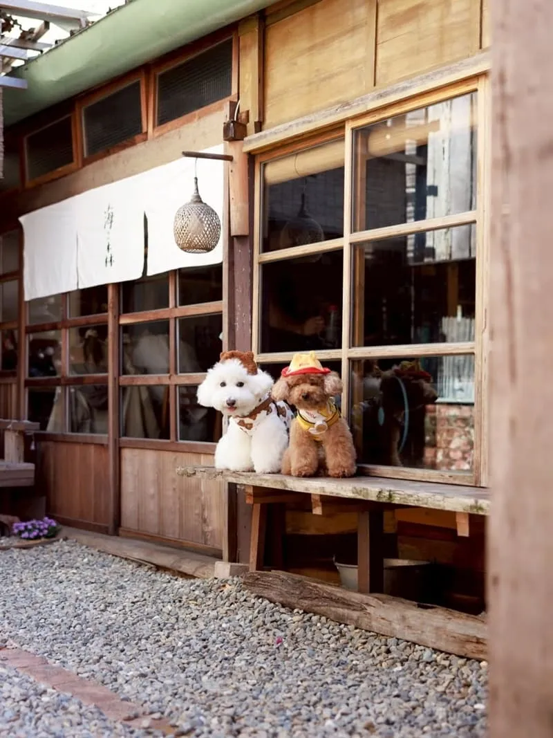 海森 Hisun|嘉義寵物友善老宅食堂,帶毛孩一起吃陶鍋炊飯 3 海森 Hisun|嘉義寵物友善老宅食堂