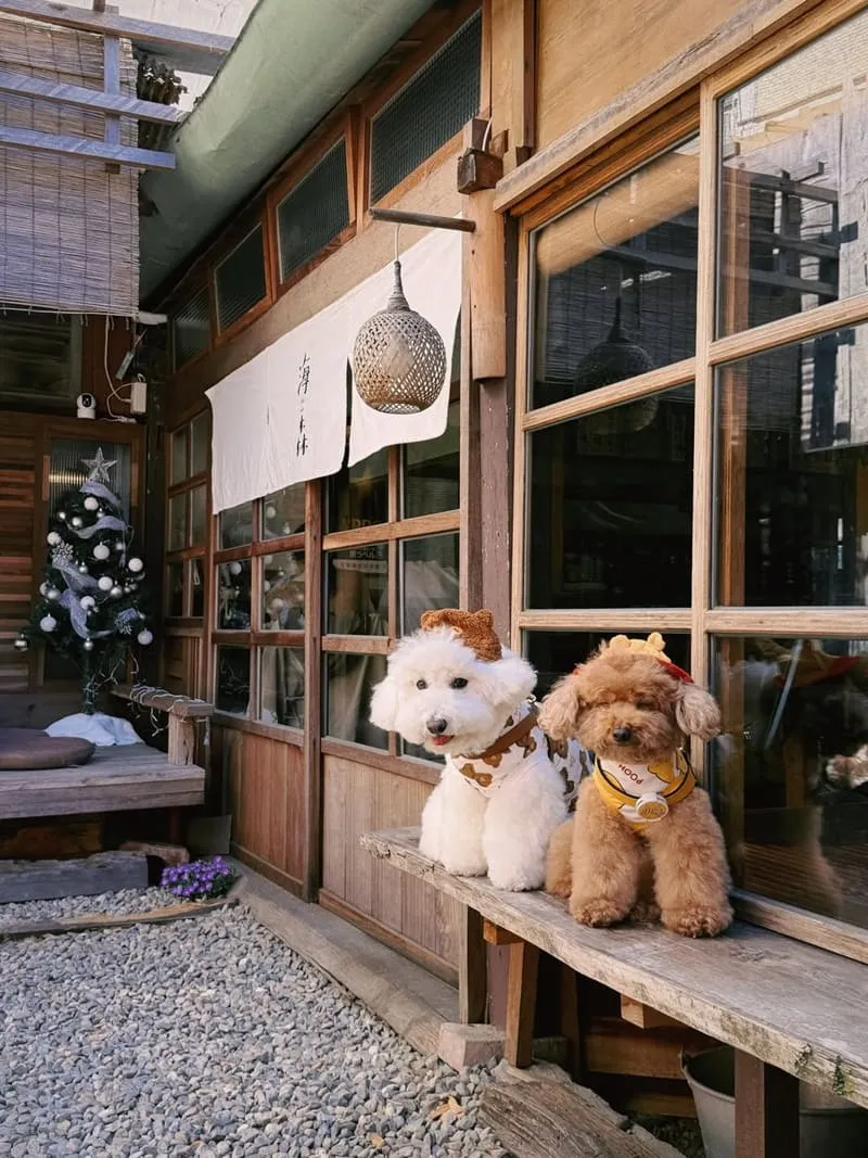 海森 Hisun|嘉義寵物友善老宅食堂,帶毛孩一起吃陶鍋炊飯 14 海森 Hisun|嘉義寵物友善老宅食堂