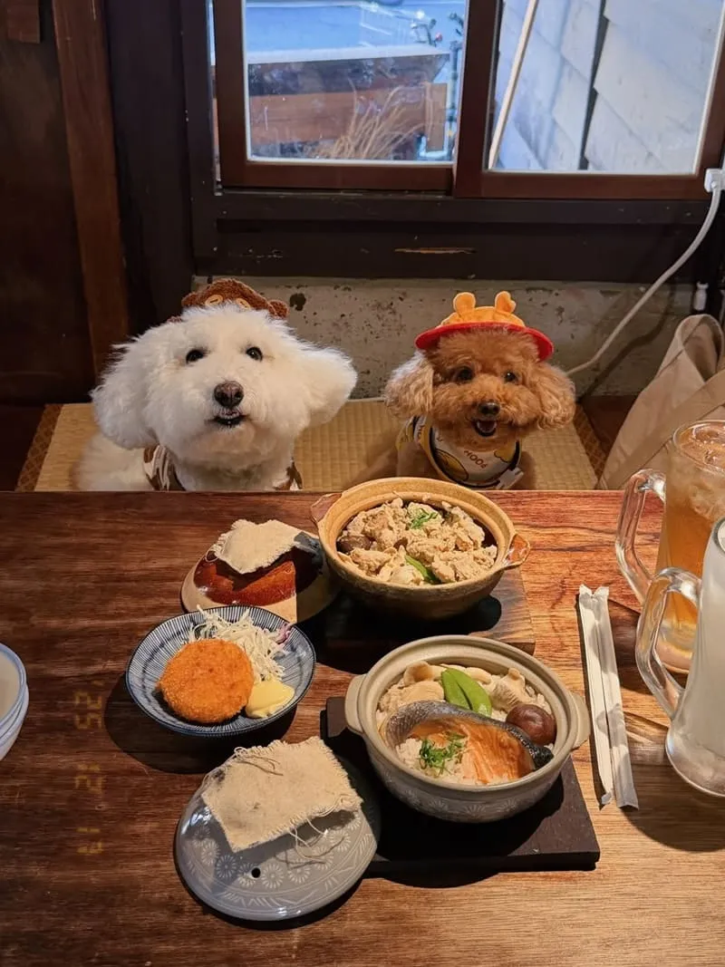 海森 Hisun|嘉義寵物友善老宅食堂,帶毛孩一起吃陶鍋炊飯 15 海森 Hisun|嘉義寵物友善老宅食堂