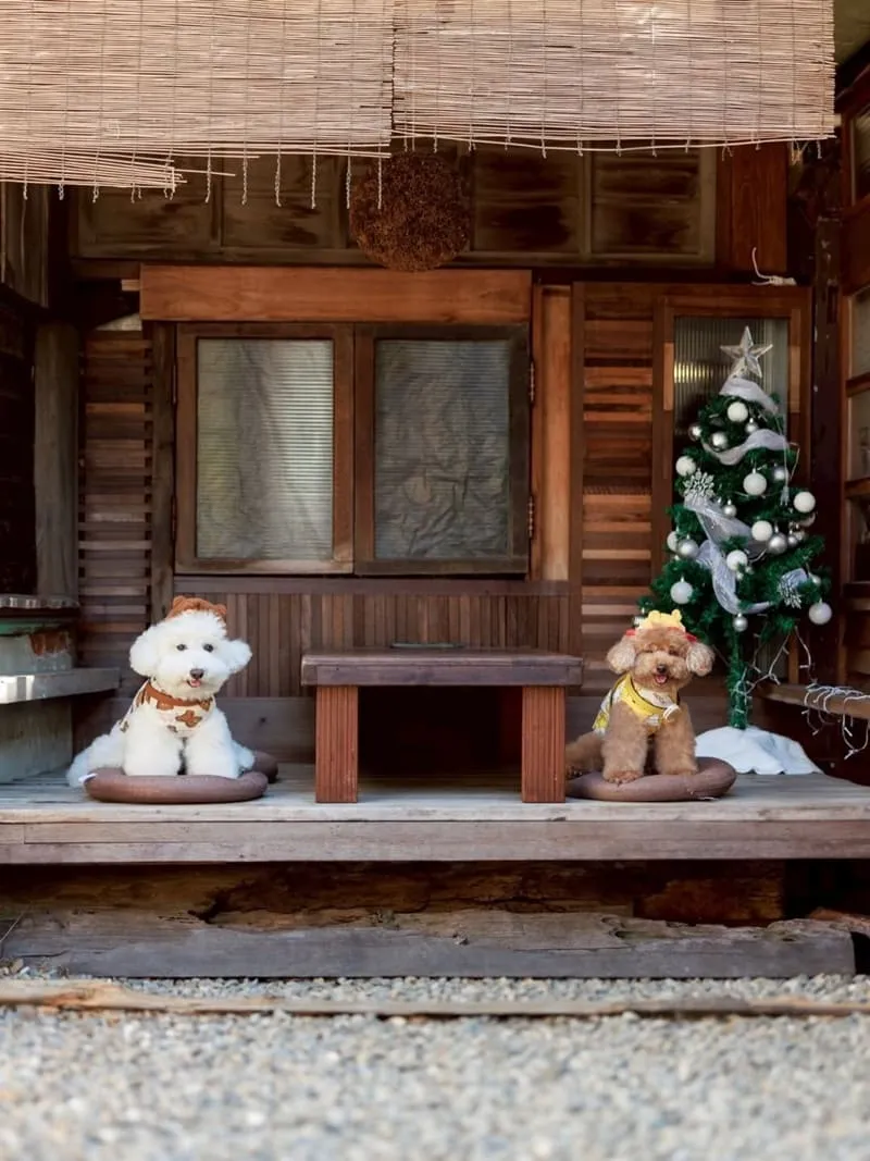 海森 Hisun|嘉義寵物友善老宅食堂,帶毛孩一起吃陶鍋炊飯 9 海森 Hisun|嘉義寵物友善老宅食堂