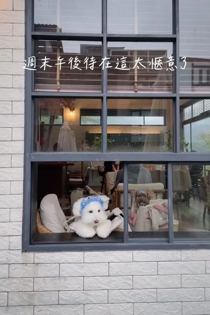 金山猿咖啡 寵物友善山景咖啡|毛孩牽繩落地×週末限定散步午後 4 金山猿咖啡 寵物友善山景咖啡