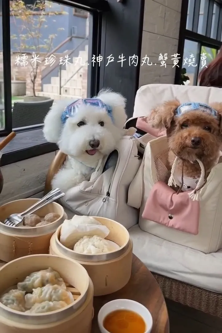 金山猿咖啡 寵物友善山景咖啡|毛孩牽繩落地×週末限定散步午後 11 金山猿咖啡 寵物友善山景咖啡