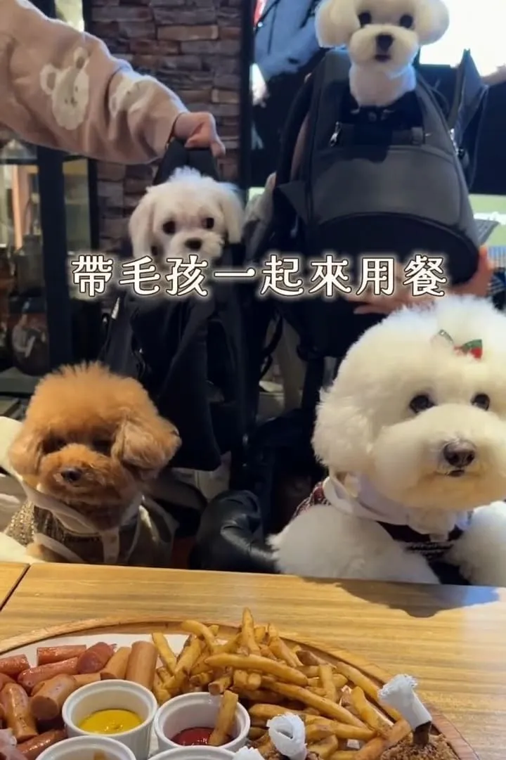 金色三麥 桃園藝文店|帶毛孩聚餐更順:不落地規則、座位建議與停車攻略 11 金色三麥 桃園藝文店