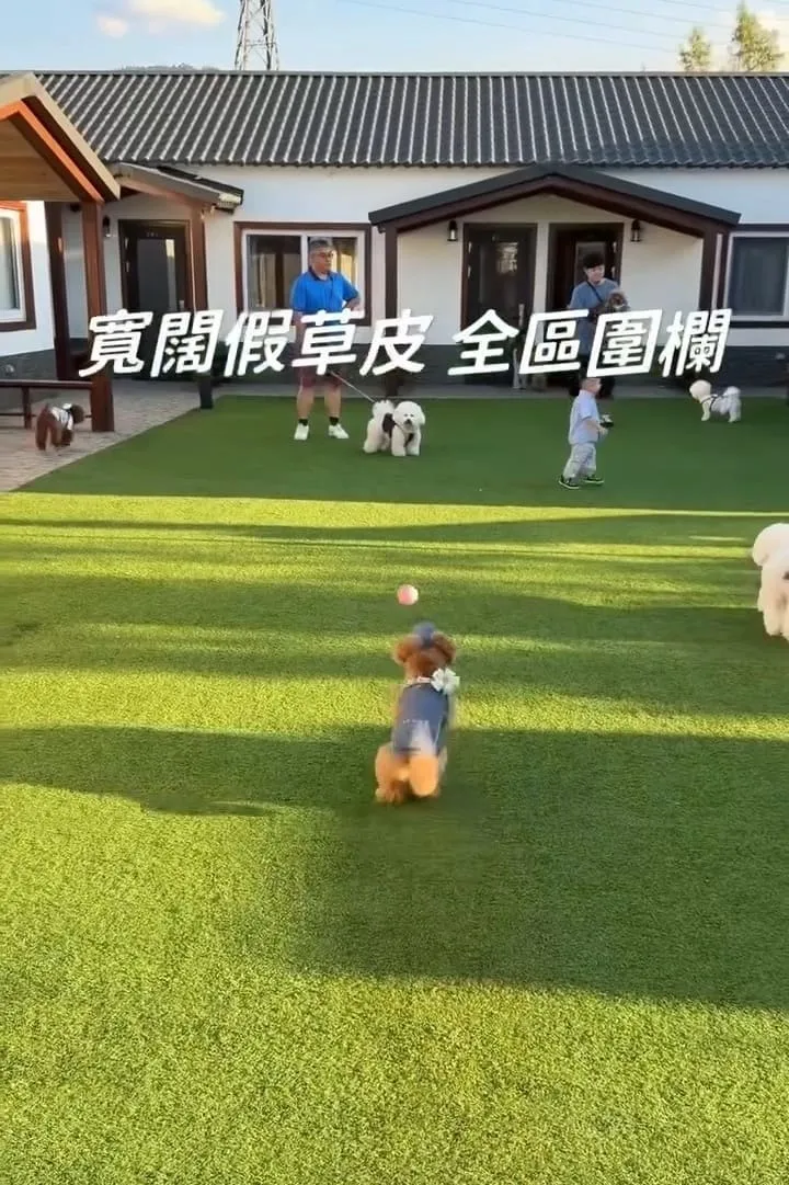 埔里樂居民宿 寵物友善住宿開箱|大草皮放繩奔跑,狗狗放風首選基地 13 埔里樂居民宿 寵物友善住宿