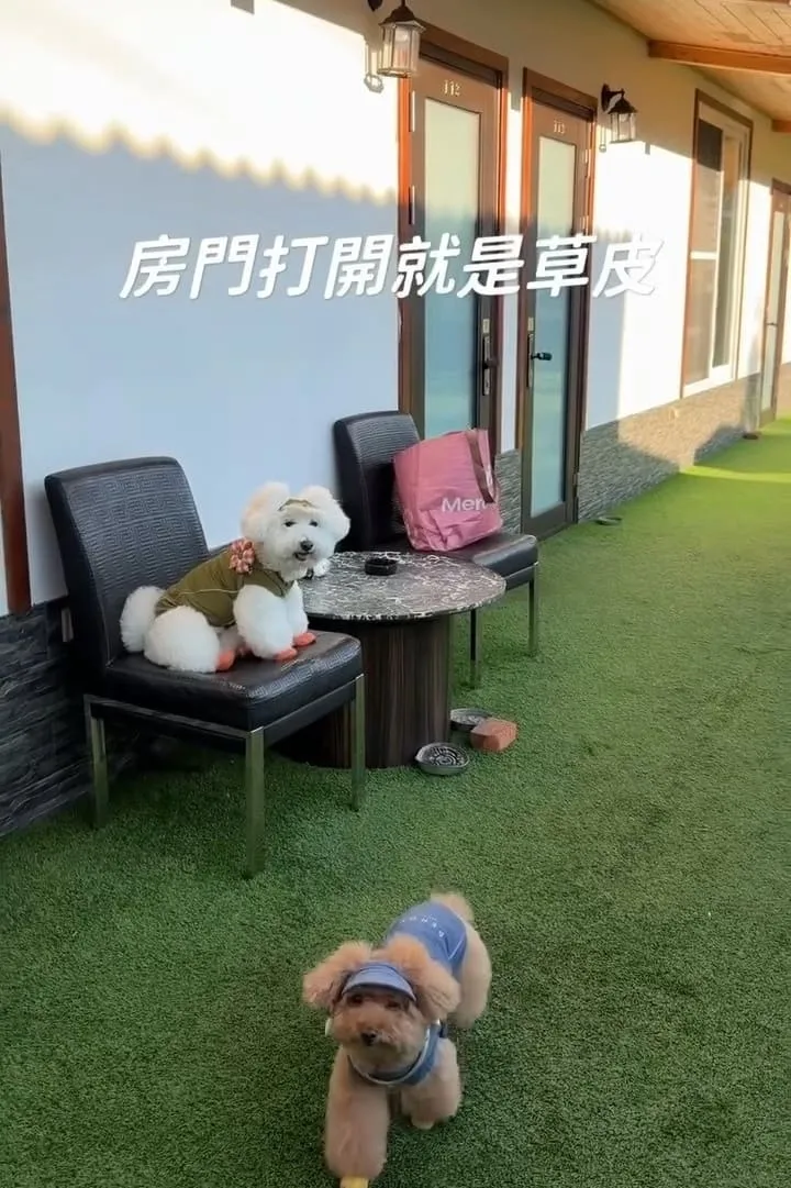 埔里樂居民宿 寵物友善住宿開箱|大草皮放繩奔跑,狗狗放風首選基地 5 埔里樂居民宿 寵物友善住宿