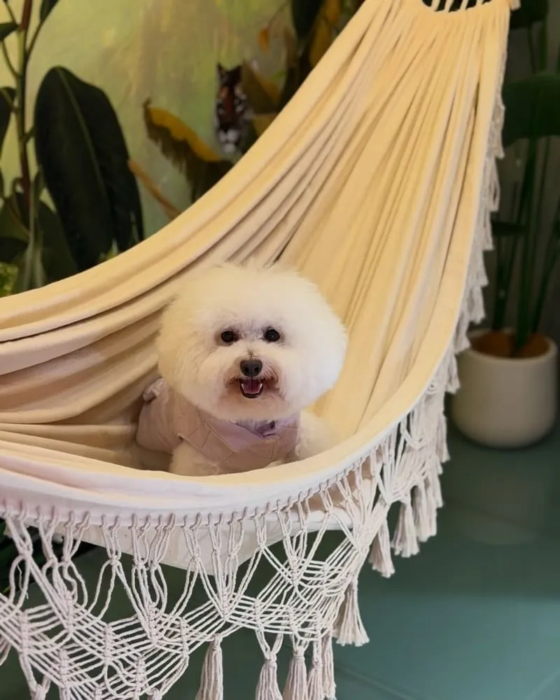 喆柚家 宜蘭礁溪寵物友善溫泉住宿