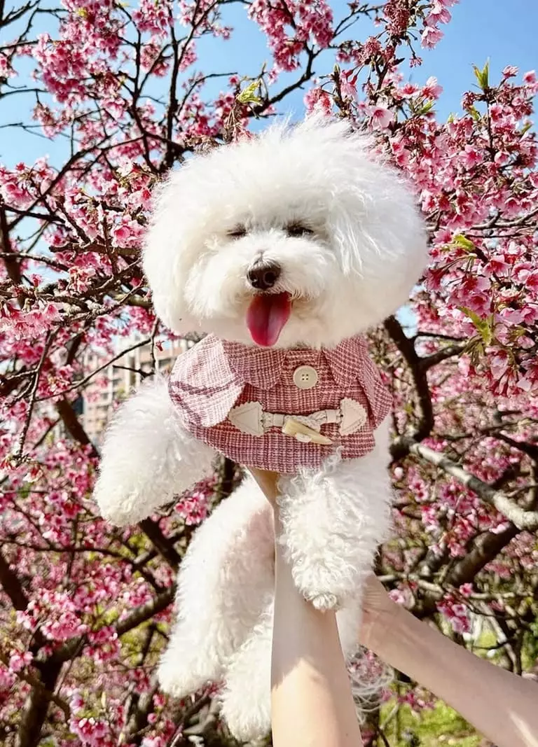 網紅專家 12 我是饅頭 比熊