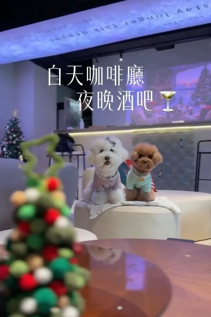 onns cafe|台北大安落地窗質感早午餐,煙囪捲必點的寵物友善體驗 3 onns cafe|台北大安落地窗質感早午餐