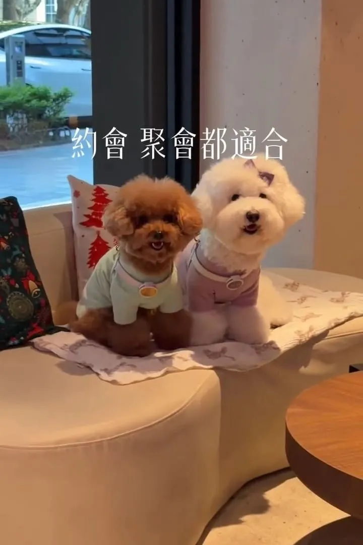 onns cafe|台北大安落地窗質感早午餐,煙囪捲必點的寵物友善體驗 13 onns cafe|台北大安落地窗質感早午餐