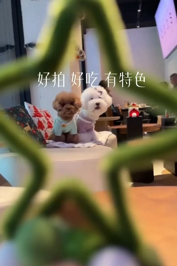 onns cafe|台北大安落地窗質感早午餐,煙囪捲必點的寵物友善體驗 16 onns cafe|台北大安落地窗質感早午餐