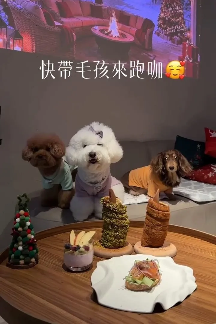 onns cafe|台北大安落地窗質感早午餐,煙囪捲必點的寵物友善體驗 9 onns cafe|台北大安落地窗質感早午餐