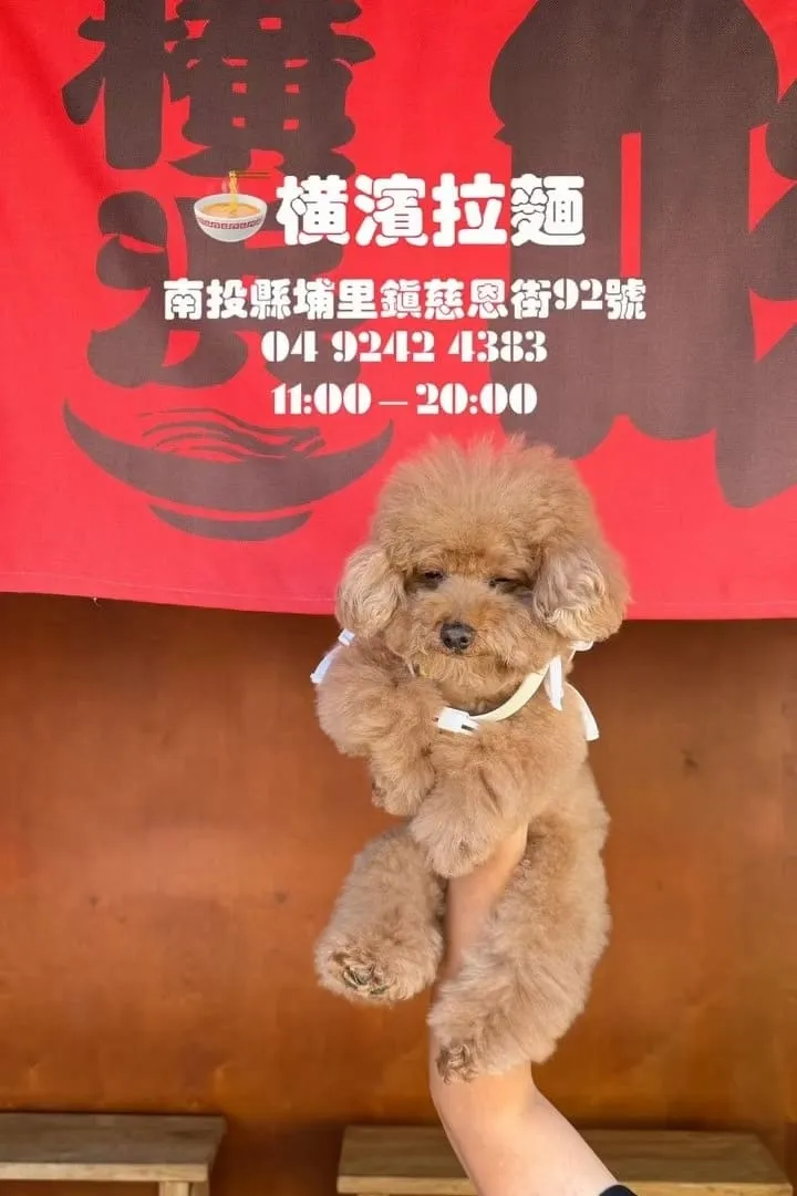 橫濱拉麵埔里寵物友善拉麵
