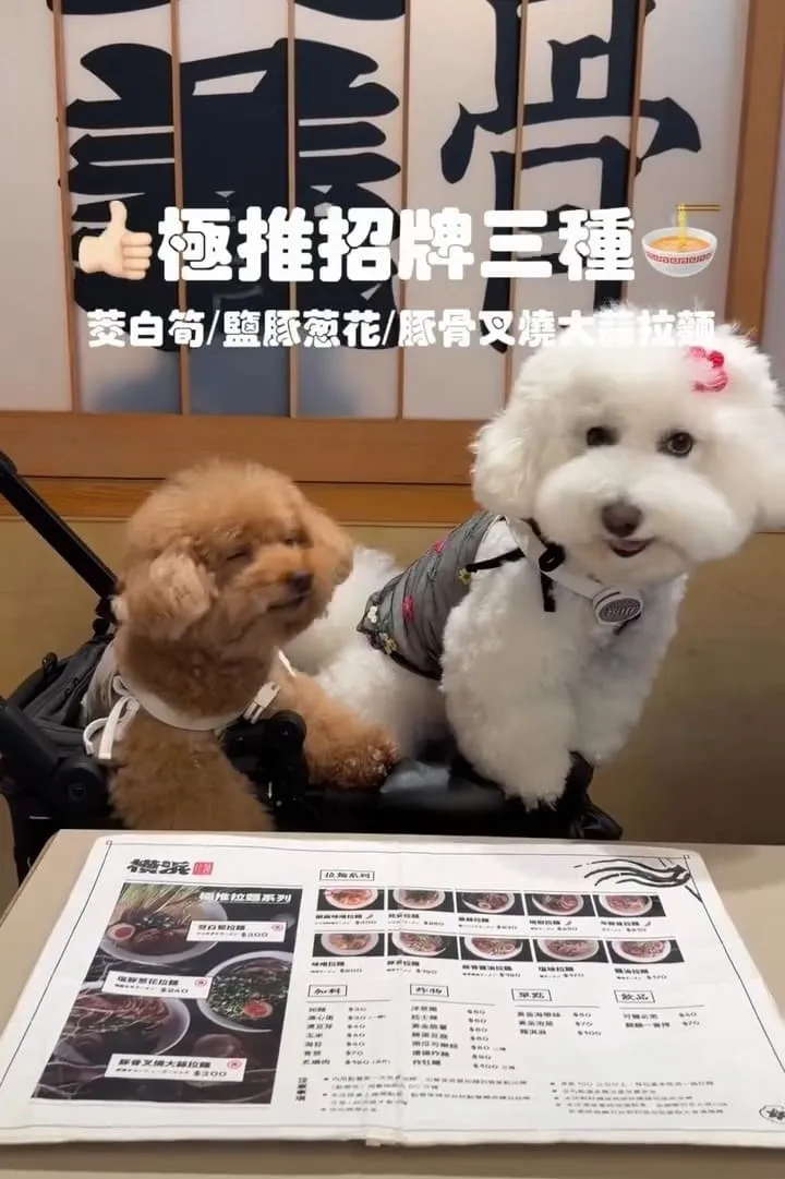 橫濱拉麵埔里寵物友善拉麵