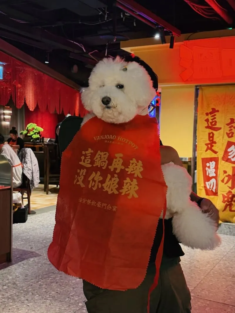 溫久熬老火鍋館|台中寵物友善麻辣鍋,麻辣紅湯厚度與必點菜一次懂 10 溫久熬老火鍋館|台中寵物友善麻辣鍋