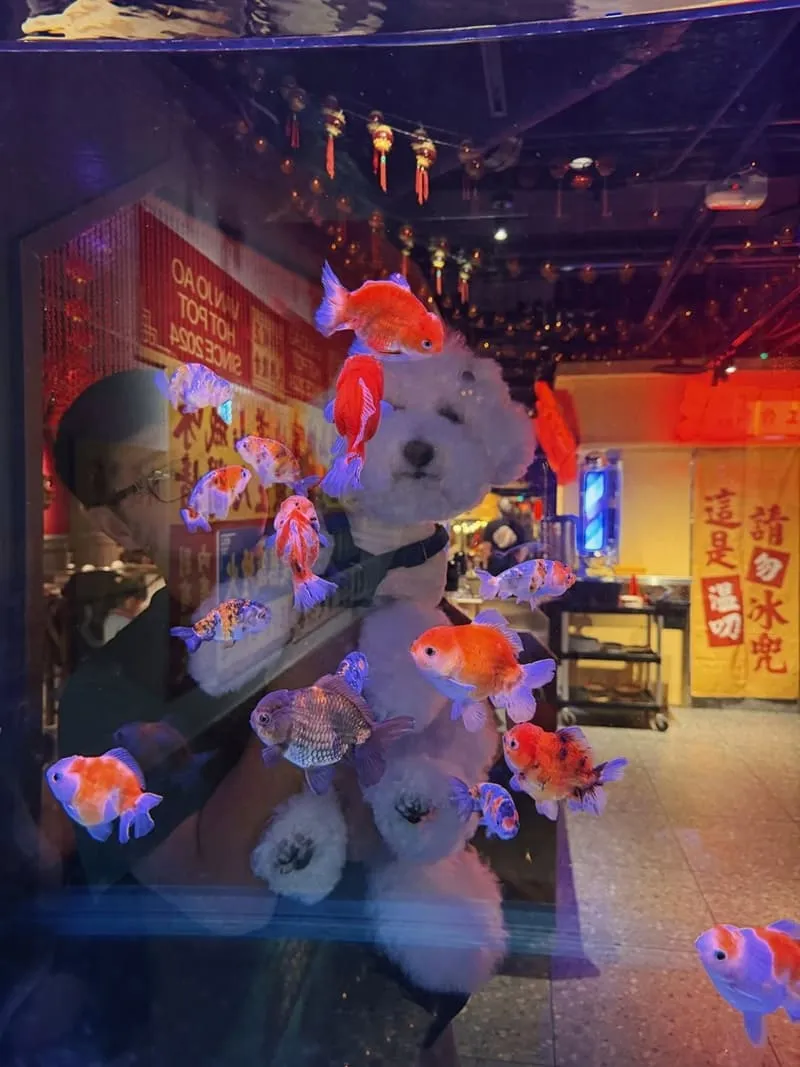 溫久熬老火鍋館|台中寵物友善麻辣鍋,麻辣紅湯厚度與必點菜一次懂 11 溫久熬老火鍋館|台中寵物友善麻辣鍋