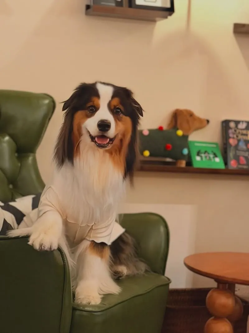 Well Done Art Cafe 寵物友善咖啡廳