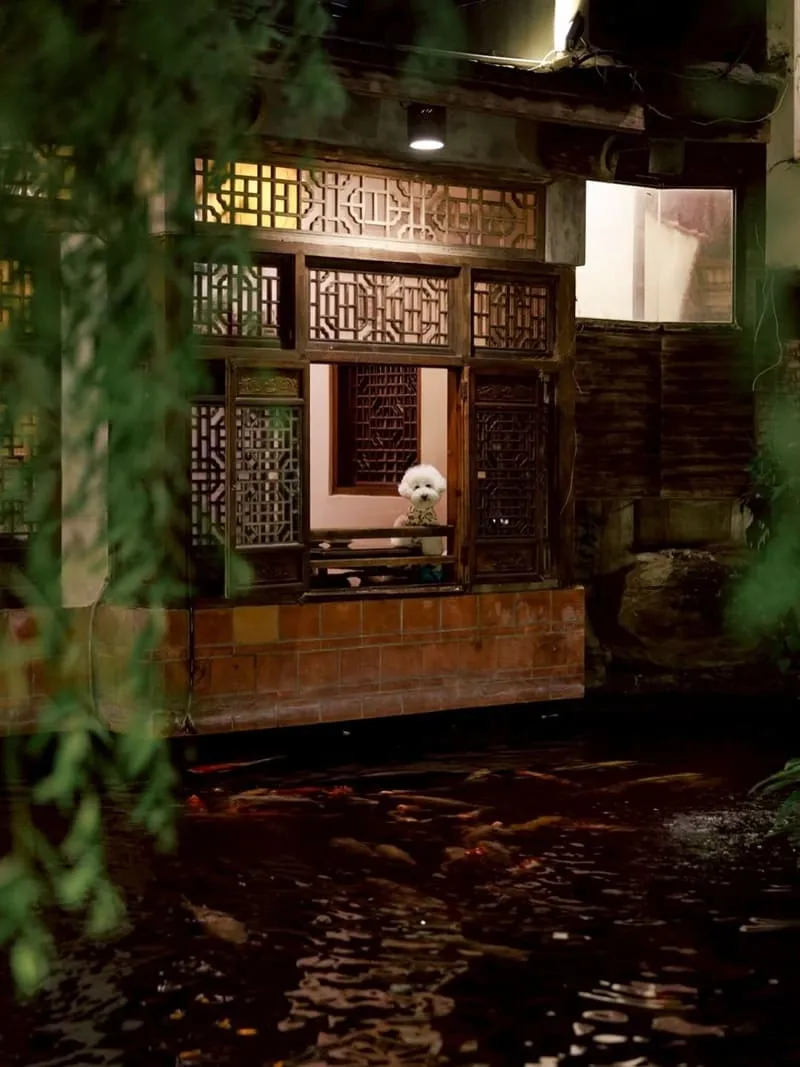 竹居茶樓|帶狗狗坐榻榻米看錦鯉,池畔窗景與港點點餐節奏一次整理 6 竹居茶樓|寵物友善