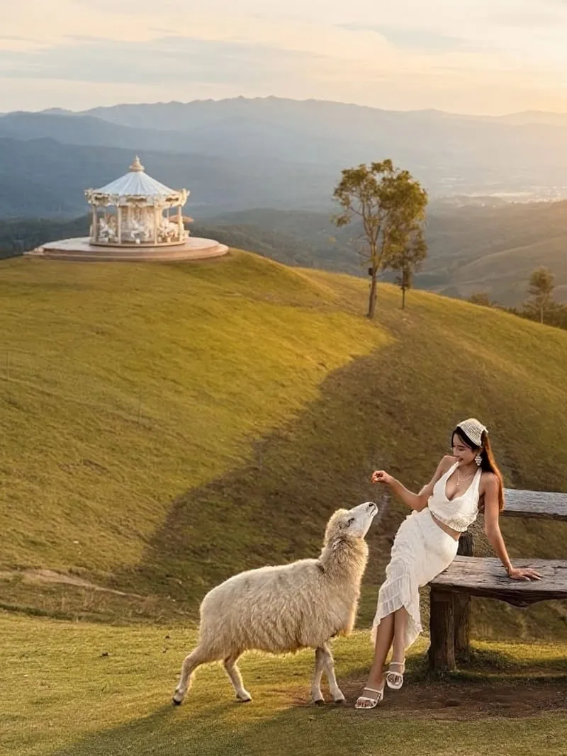 Akha FarmVille 動物互動指南:餵羊合照不踩雷,溫柔界線讓照片更自然 12 Akha FarmVille|清萊景點