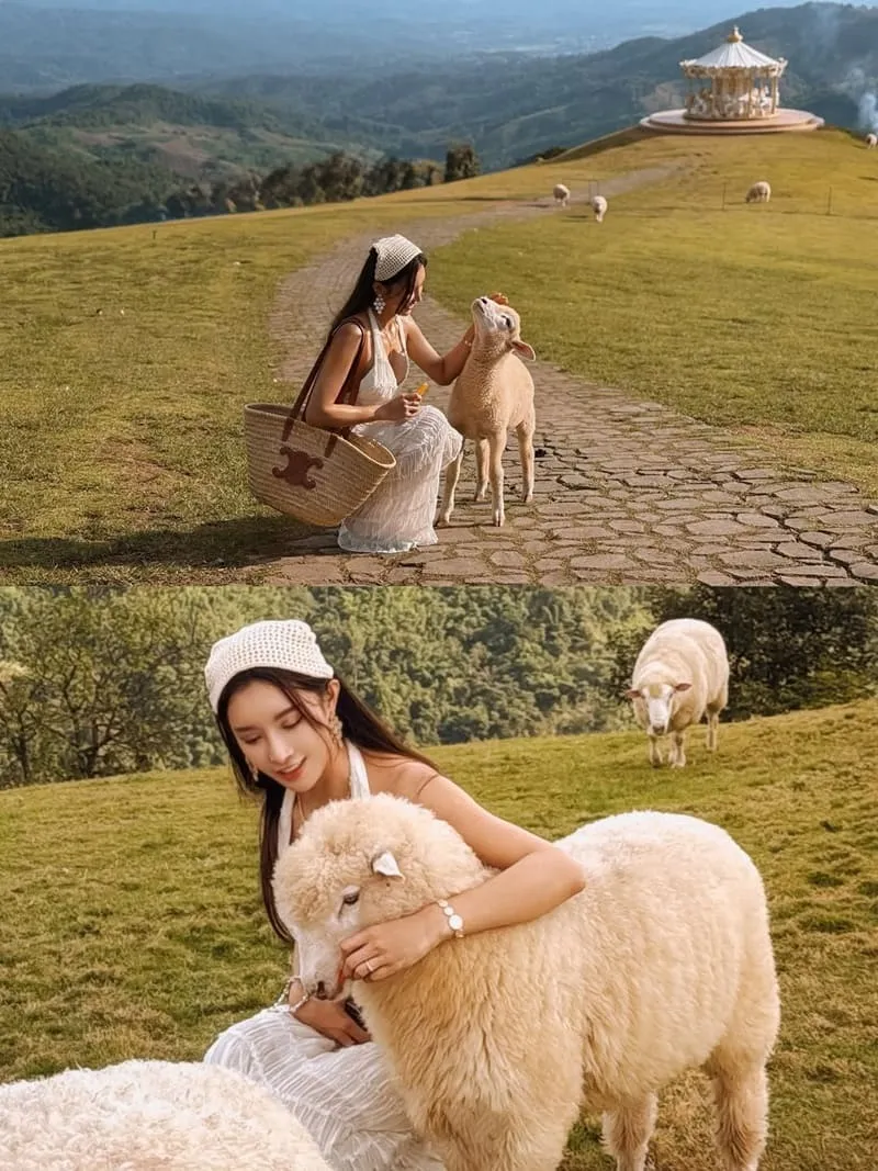 Akha FarmVille 動物互動指南:餵羊合照不踩雷,溫柔界線讓照片更自然 5 Akha FarmVille|清萊景點