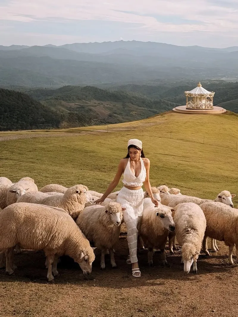 Akha FarmVille 動物互動指南:餵羊合照不踩雷,溫柔界線讓照片更自然 6 Akha FarmVille|清萊景點