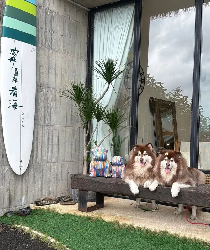 寗夏看海.壹館|大型犬入住宜蘭看海館,一層一戶動線與規範重點整理 3 寗夏看海.壹館(寵物友善民宿)