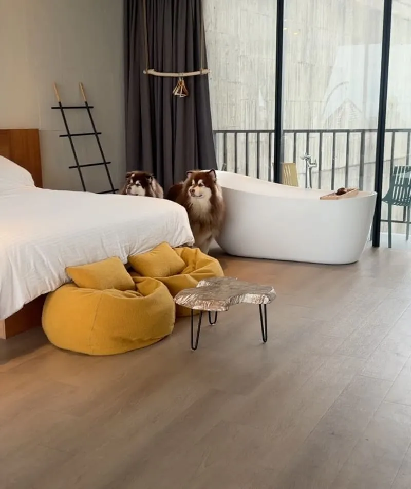 寗夏看海.壹館|大型犬入住宜蘭看海館,一層一戶動線與規範重點整理 12 寗夏看海.壹館(寵物友善民宿)