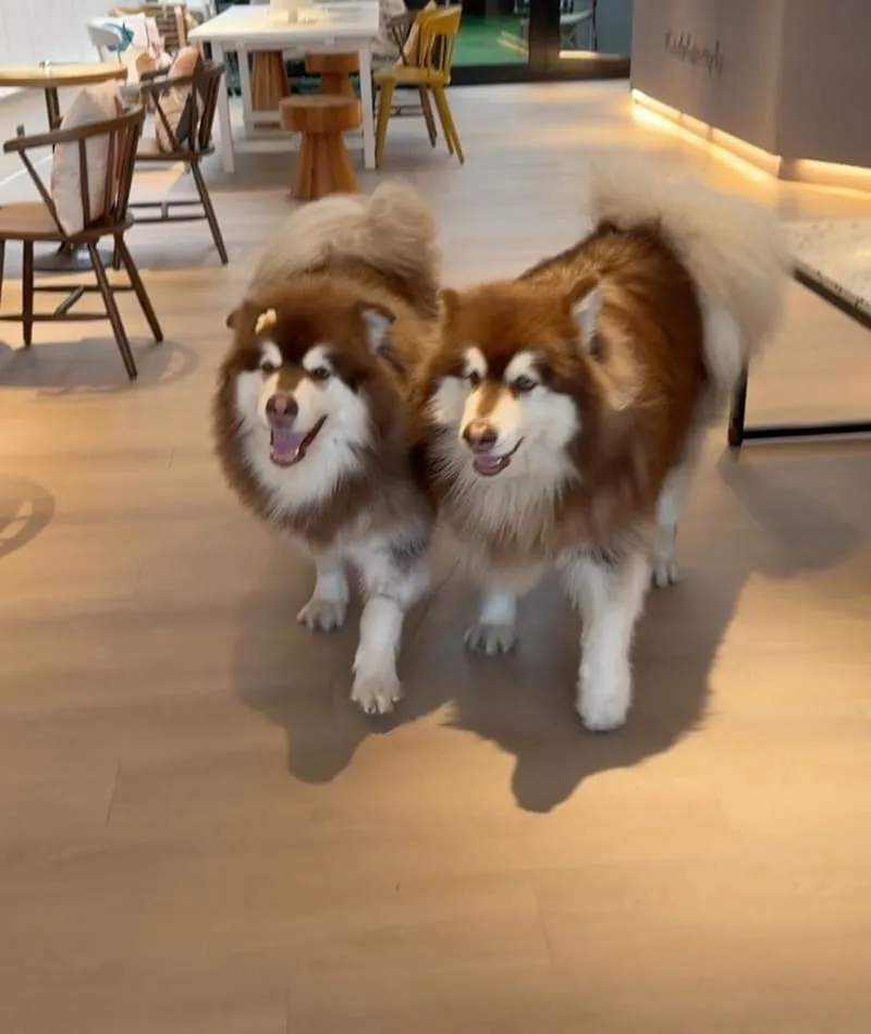 寗夏看海.壹館|大型犬入住宜蘭看海館,一層一戶動線與規範重點整理 14 寗夏看海.壹館(寵物友善民宿)