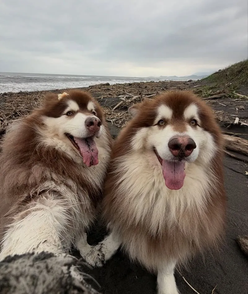 寗夏看海.壹館|大型犬入住宜蘭看海館,一層一戶動線與規範重點整理 15 寗夏看海.壹館(寵物友善民宿)