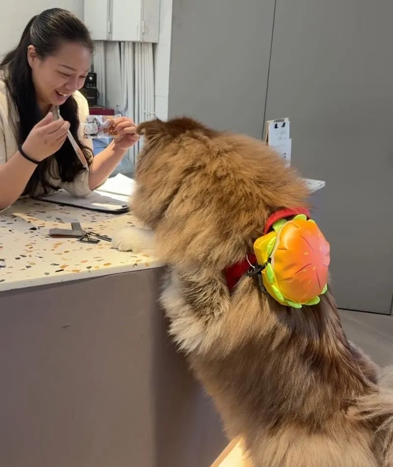 寗夏看海.壹館|大型犬入住宜蘭看海館,一層一戶動線與規範重點整理 4 寗夏看海.壹館(寵物友善民宿)